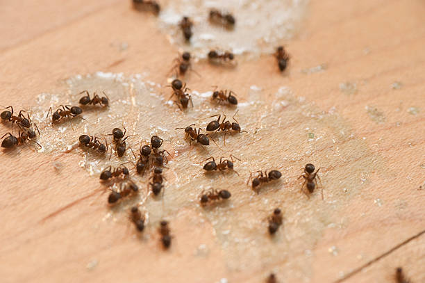 Wildlife Control Services in Greenfields, PA